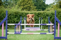 Picture of Nova Scotia Duck Tolling Retriever jumping fences