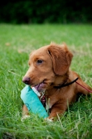 Picture of Nova Scotia Duck Tolling Retriever with dummy