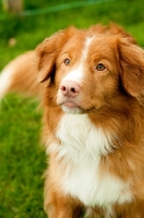 Picture of Nova Scotia Duck Tolling Retriever