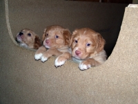 Picture of Nova Scotia Duck Tolling Retriever