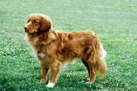 Picture of nova scotia duck tolling retriever at  world show Vienna 