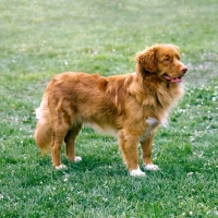 Picture of nova scotia duck tolling retriever side view