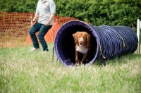 Picture of Nova Scotia Duck Tolling Retriever in tube