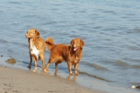 Picture of nova scotia duck tolling retriever waiting for the next throw