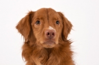 Picture of Nova Scotia Duck Tolling Retriever portrait