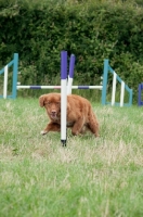 Picture of Nova Scotia Duck Tolling Retriever, poles