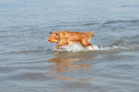Picture of nova scotia duck tolling retriever retrieving toy from water