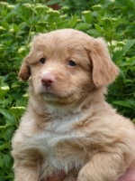 Picture of Nova Scotia Duck Tolling Retriever