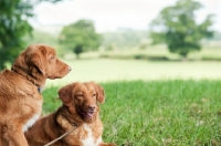 Picture of Nova Scotia Duck Tolling Retrievers