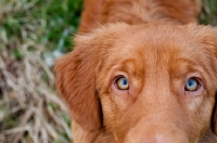 Picture of Nova Scotia Duck Tolling Retriever close up