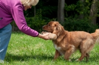 Picture of Nova Scotia Duck Tolling Retriever retrieving dummy