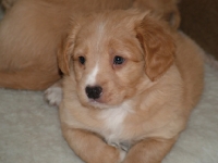 Picture of Nova Scotia Duck Tolling Retriever