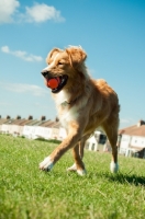 Picture of Nova Scotia Duck Tolling Retriever retrieving