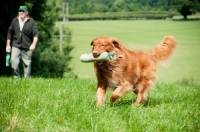 Picture of Nova Scotia Duck Tolling Retriever retrieving dummy in field