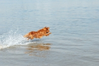 Picture of nova scotia duck tolling retriever jumping into water