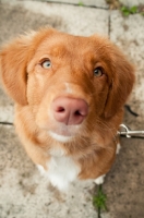 Picture of Nova Scotia Duck Tolling Retriever close up