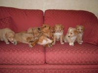 Picture of Nova Scotia Duck Tolling Retriever