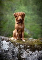 Picture of Nova Scotia Duck Tolling Retriever sitting on rock