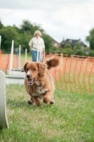 Picture of Nova Scotia Duck Tolling Retriever  at trial