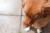 Picture of Nova Scotia Duck Tolling Retriever top view