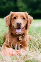 Picture of Nova Scotia Duck Tolling Retriever lying down