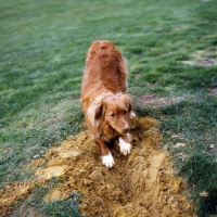 Picture of nova scotia duck tolling retriever digging, goes by the name of tolly