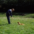 Picture of nova scotia duck tolling retriever puppy, training command 'down' 