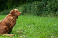 Picture of Nova Scotia Duck Tolling Retriever