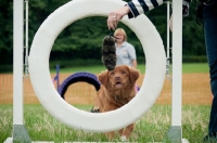 Picture of Nova Scotia Duck Tolling Retriever at event