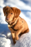 Picture of Nova Scotia Duck Tolling Retriever sitting in snow