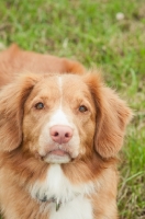 Picture of Nova Scotia Duck Tolling Retriever 