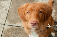 Picture of Nova Scotia Duck Tolling Retriever on tiles