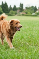 Picture of Nova Scotia Duck Tolling Retriever walking