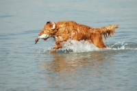 Picture of nova scotia duck tolling retriever with duck dummy