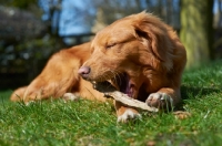 Picture of Nova Scotia Duck Tolling Retriever biting stick