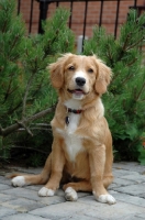 Picture of Nova Scotia Duck Tolling Retriever