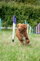 Picture of Nova Scotia Duck Tolling Retriever 