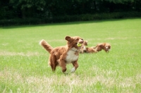 Picture of Nova Scotia Duck Tolling Retriever in field