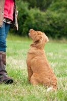 Picture of Nova Scotia Duck Tolling Retriever looking at owner