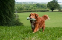 Picture of Nova Scotia Duck Tolling Retriever retrieving in field