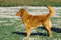 Picture of Nova Scotia Duck Tolling Retriever