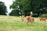 Picture of Nova Scotia Duck Tolling Retrievers running in field