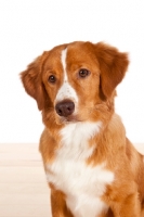 Picture of Nova Scotia Duck Tolling Retriever head study