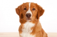 Picture of Nova Scotia Duck Tolling Retriever head study