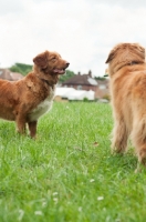 Picture of Nova Scotia Duck Tolling Retrievers