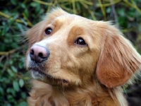 Picture of Nova Scotia Duck Tolling Retriever