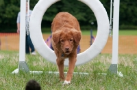 Picture of Nova Scotia Duck Tolling Retriever jumping through ring