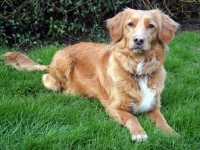 Picture of Nova Scotia Duck Tolling Retriever