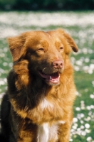 Picture of Nova Scotia Duck Tolling Retriever portrait