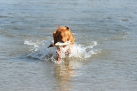 Picture of nova scotia duck tolling retriever with duck dummy 